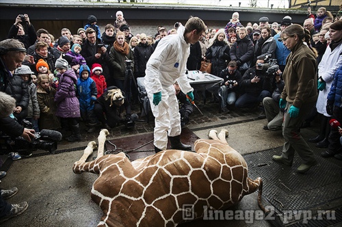 Убийство жирафа в зоопарке Дании
